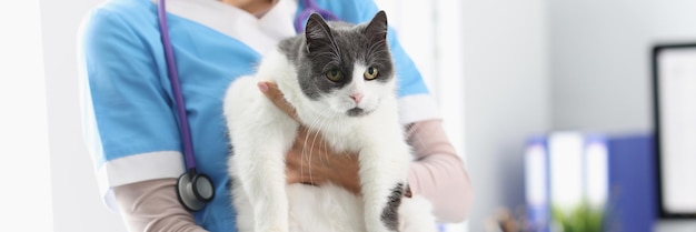 Primo piano delle mani del veterinario che tengono bellissimo gatto