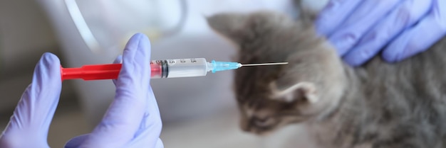 Closeup of veterinarian hands holding injection syringe with medicine doctor making injection
