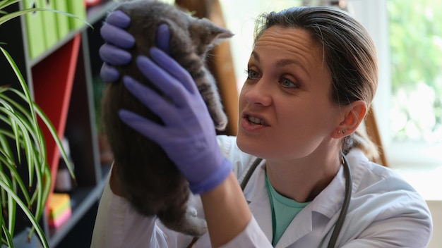 Closeup of veterinarian holding little gray kitten in hands medical examination checkup of cat