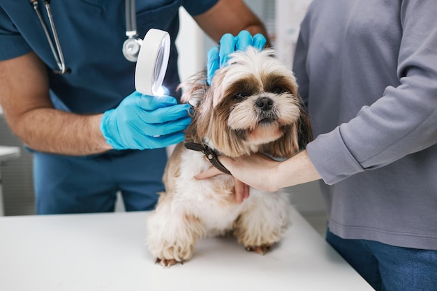 Closeup of veterinarian with magnifying glass examining cute dog