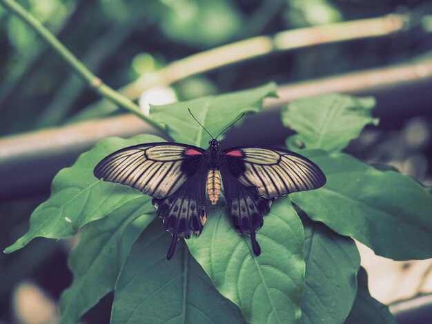 Closeup of a vibrant butterfly on a leaf surrounded by lush greenery