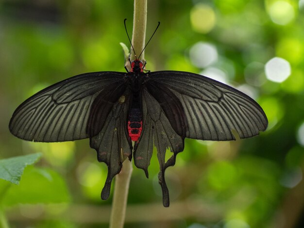 Photo closeup of a vibrant butterfly on a leaf surrounded by lush greenery