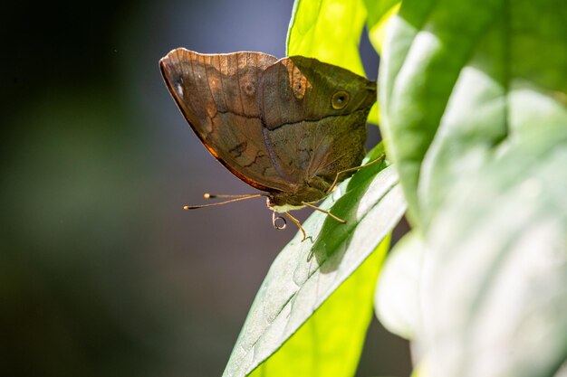 Closeup of a vibrant butterfly on a leaf surrounded by lush greenery