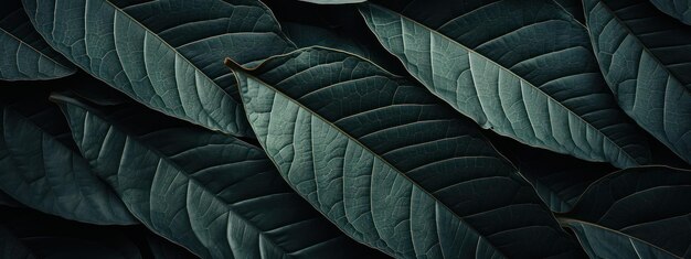 Closeup of vibrant green leaf intricate veins visible against a dark backdrop Macro shot of a lush leaves AI Generative