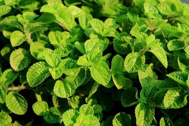 Closeup vibrant green mint foliage in the sunlight