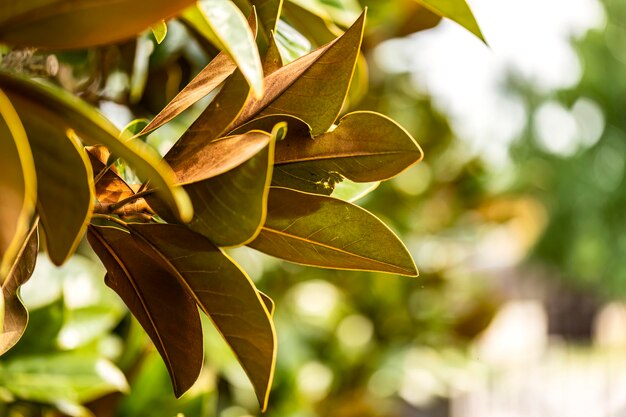 Closeup of vibrant magnolia foliage showcasing nature's intricate textures