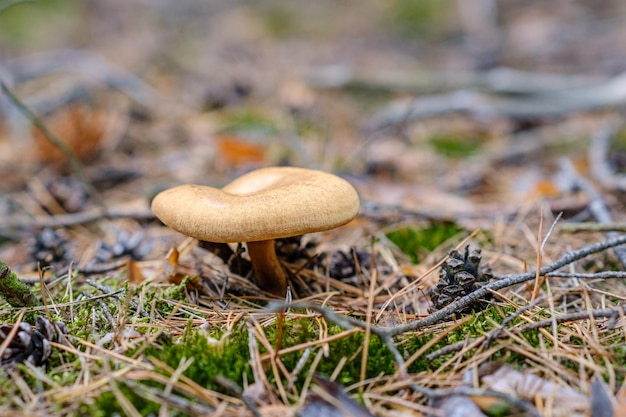 Крупный план ярких грибов, растущих на лесной подстилке