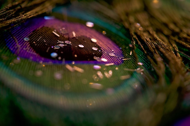 Photo closeup of a vibrant peacock feather background