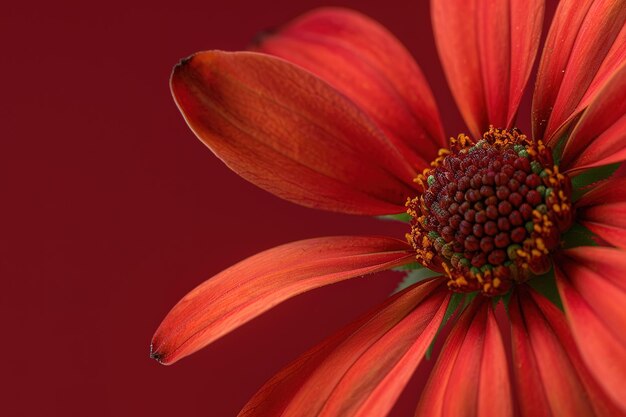 鮮やかな赤い花と細かい質感のクローズアップ
