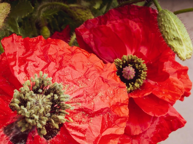 Closeup of a vibrant red Poppy flower