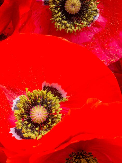 Foto primo piano di un fiore di papavero rosso vibrante