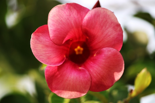 Closeup view of Allamanda Cherries Jubilee flower