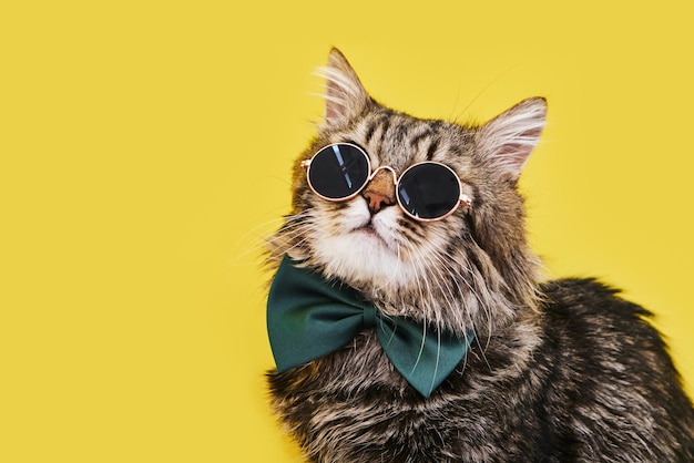 Closeup view of amazing domestic pet in black round fashion sunglasses on yellow wall