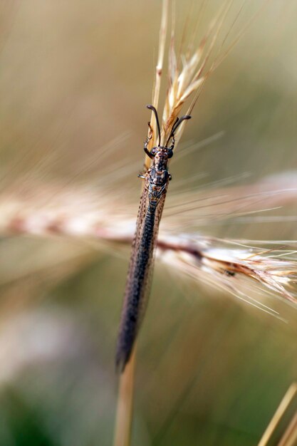 Photo closeup view of an ant-lion (myrmeleon formicarius) insect on the grass.