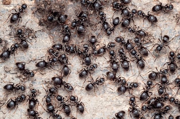 Крупный план муравьев в муравейнике