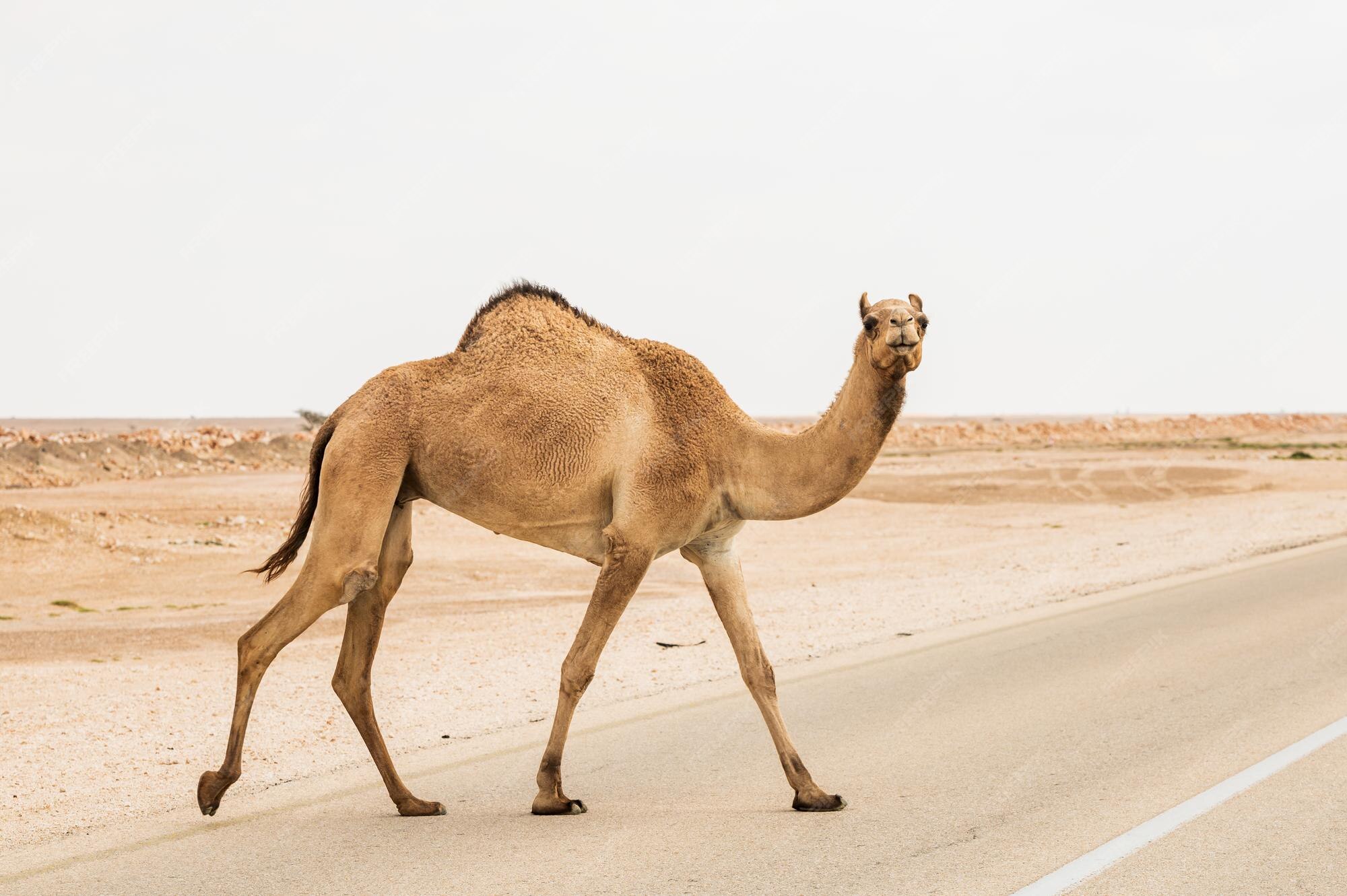 Premium Photo | Closeup view of arabian camel dromedary crossing the