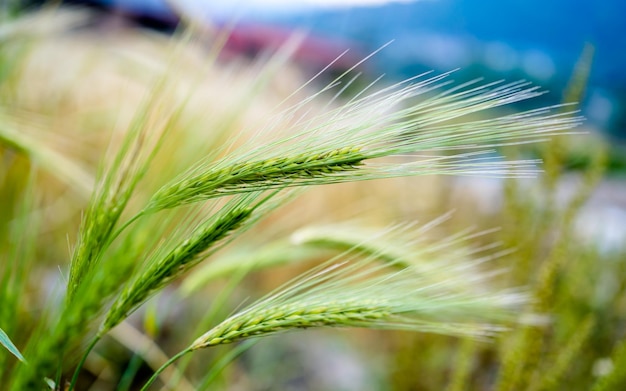 closeup view of barley in farmland at Kathmandu Nepal