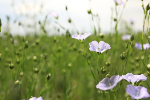 Closeup view of beautiful blooming flax field