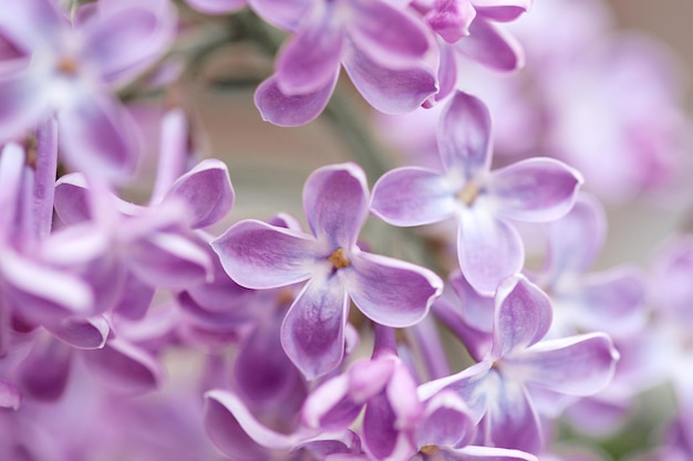 Closeup view of beautiful blossoming lilac as background