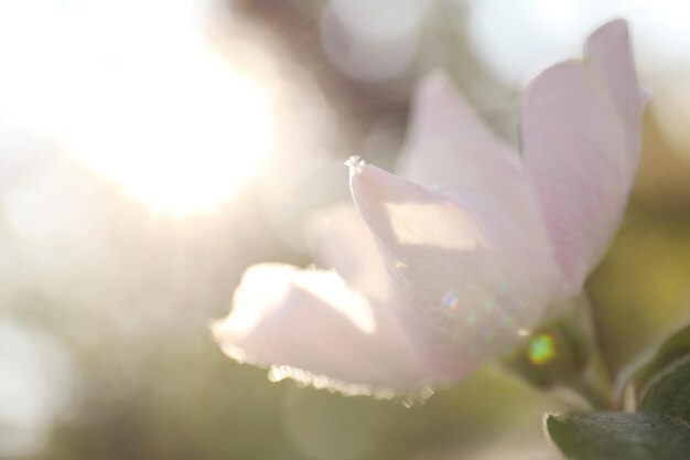 Photo closeup view of beautiful blossoming quince tree outdoors on spring day