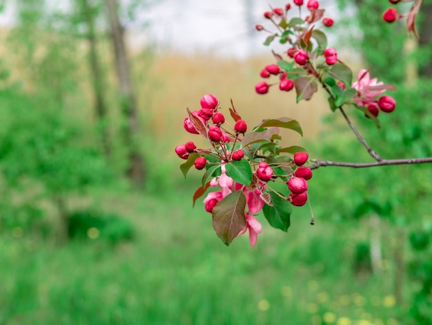 枝、選択的な焦点、緑の背景に美しい明るいピンクの桜の花のクローズアップビュー