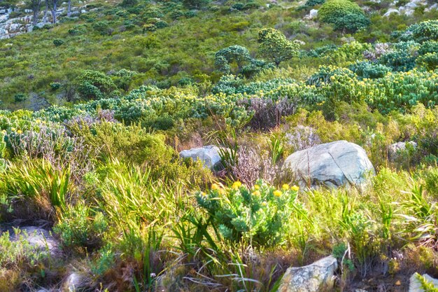 山の美しいカラフルな自然のクローズアップビュー岩が多い草や茂みのある地形は、晴れた日に屋外のさまざまな植物や葉のグループの自然の美しさを発見します