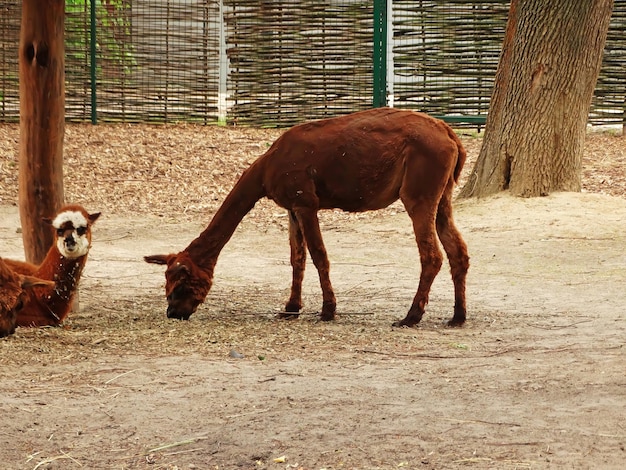 Lama guanicoe는 llQama guanaco와 밀접한 관련이 있는 남아메리카의 낙타과입니다.