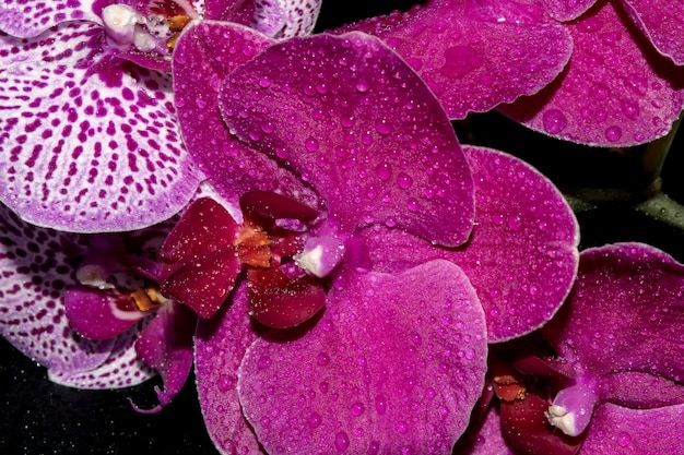 Closeup view of beautiful orchids on a dark background with water drops on the petals