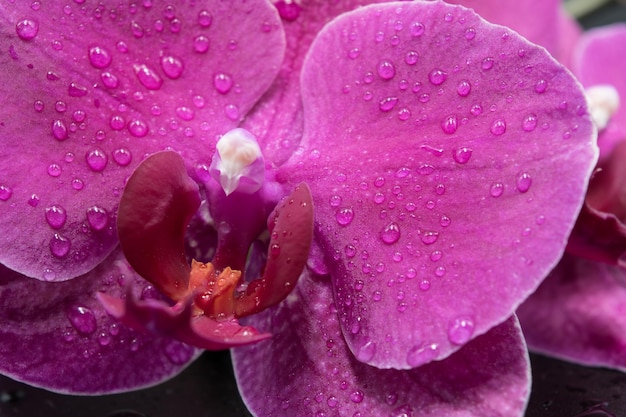 Closeup view of beautiful orchids on a dark background with water drops on the petals