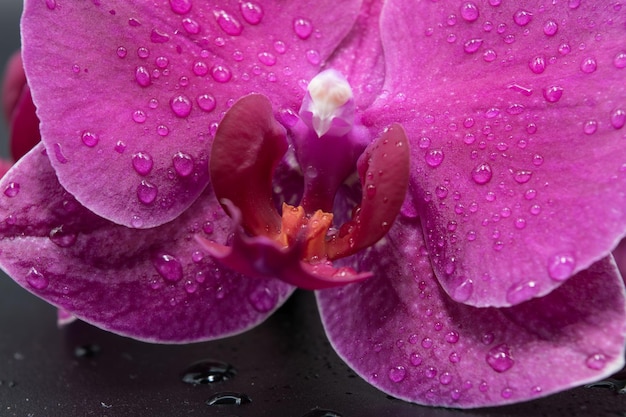 花びらに水滴が付いている暗い背景に美しい蘭のクローズ アップ ビュー