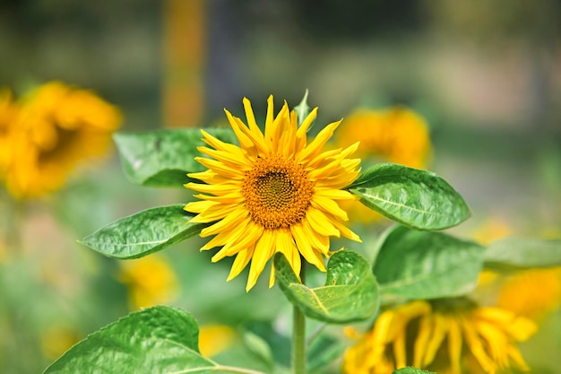 Photo closeup view of a beautiful sunflower in the field