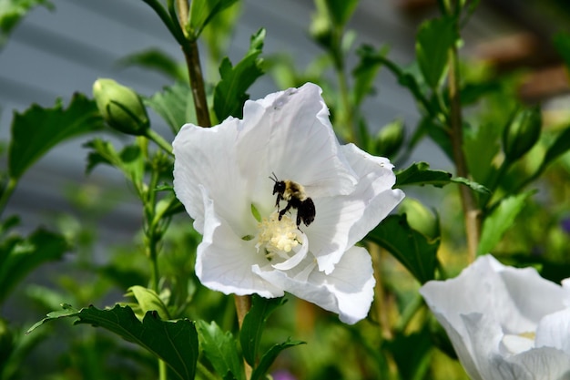 Closeup view of a bee perched on a white hibiscus syriacus flower in daylight
