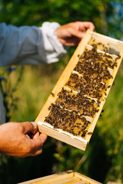 Closeup view of beekeeper checking honeycomb full of bees on wooden frame to control situation in bee colony in sunny summer day Apiarist working with bees and beehives on apiary on nature