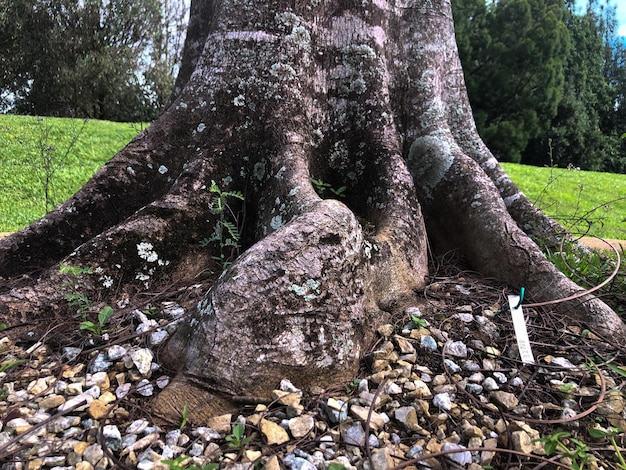 緑豊かな公園の大きな木の根のクローズ アップ ビュー