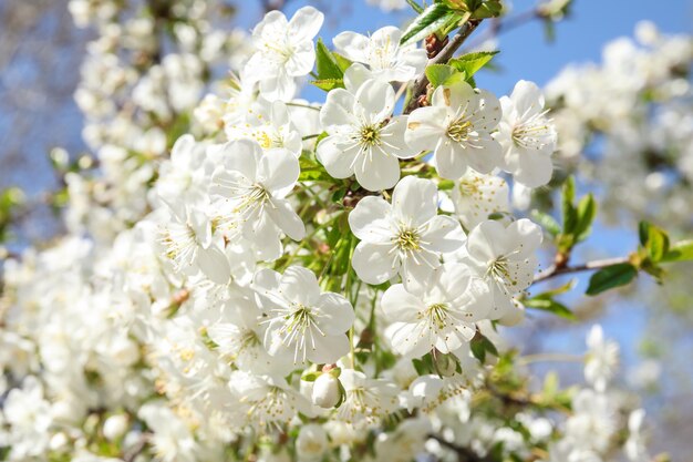 Closeup view of blooming spring tree on sunny day