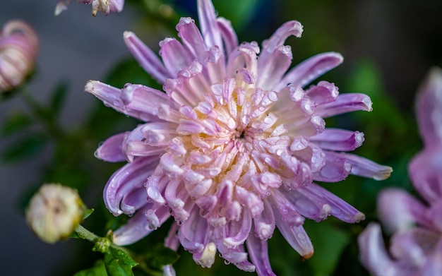 Closeup view of blossom flower in yard at Nepal.