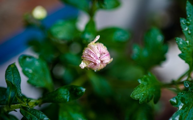 Closeup view of blossom flower in yard at Nepal.