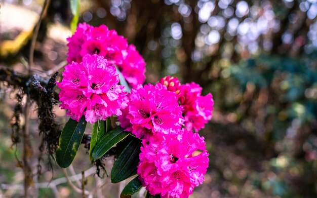 Photo closeup view of blossom rhododron flower