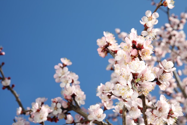 Closeup view of blossoming apricot tree on sunny day outdoors Springtime