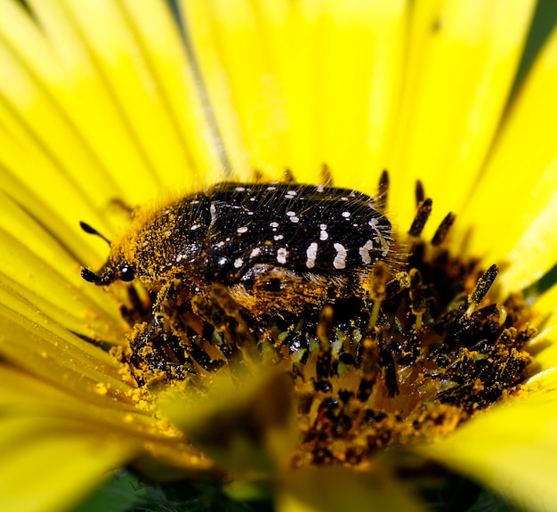 Closeup view of an bug full of pollen on the middle of a yellow flower