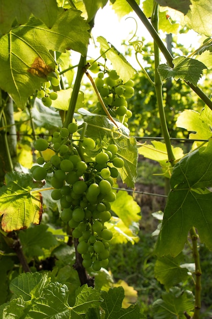 Closeup view of bunches of green grapes