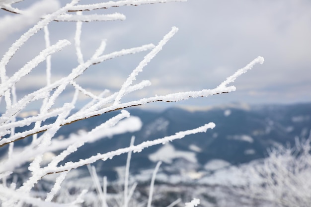 겨울 아침에 흰 서리로 덮인 부시의 근접 촬영 보기