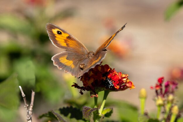 Closeup view of a butterfly on a red orange color blossom in spring