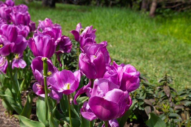春の紫紫のチューリップの花のボタンのクローズアップビュー