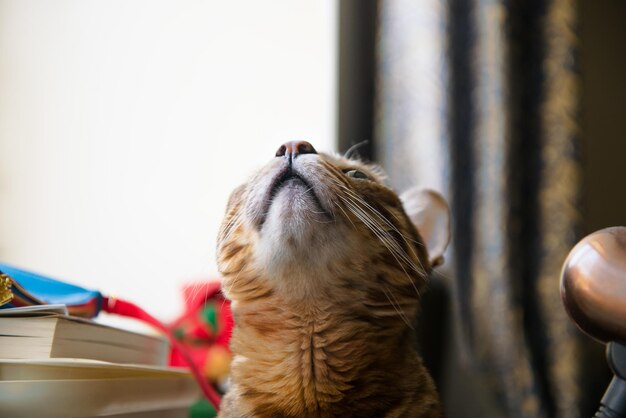 Photo closeup view of cat looking up