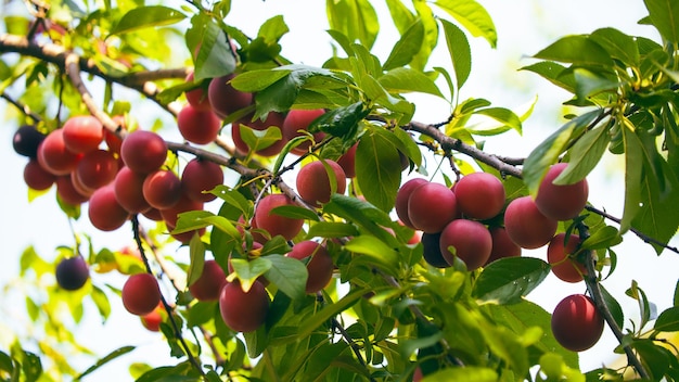 A closeup view of cherrie plums on a tree branch