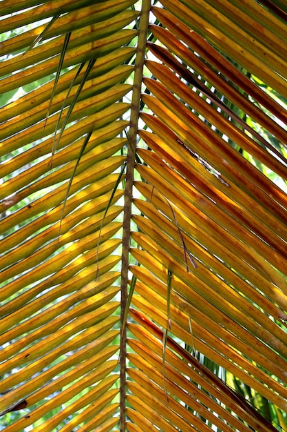 A closeup view of a coconut leaf