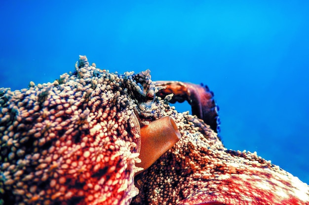 물  에서 볼 수 있는 일반 오크토푸스 (Octopus vulgaris) 의 근접적 인 모습