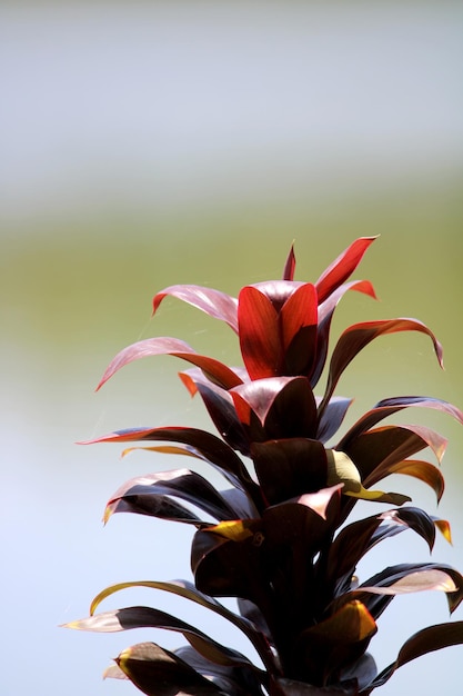 Cordyline Fruticosa의 근접 촬영 보기