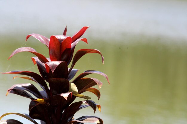 Cordyline Fruticosa의 근접 촬영 보기